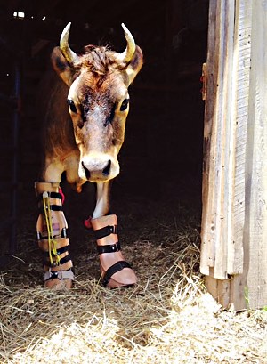 Fawn in stall