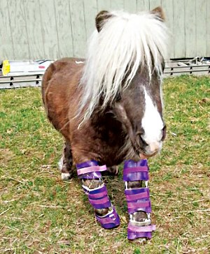 pony wearing her KAFOs