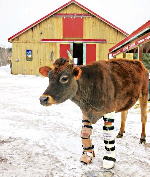 Fawn in barnyard